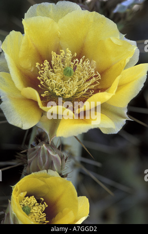 NA, USA, Arizona, Saguaro NP.  Engelmann-Feigenkaktus (Opunita Phaeacantha var. Discata) Stockfoto