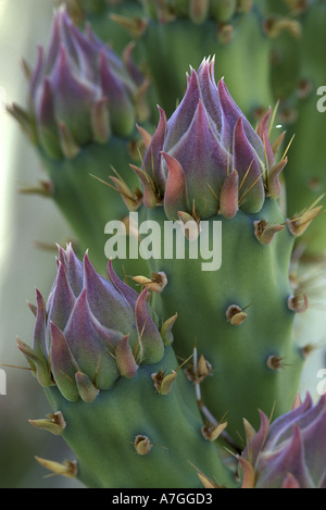 NA, USA, Arizona, Saguaro NP. Engelmann-Feigenkaktus (Opunita Phaeacantha var. Discata) Stockfoto