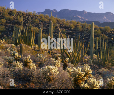 Organ Pipe National Monument, AZ, USA, Organpipe, Saguaro & Cholla Kaktus in der Sonora-Wüste, Ajo Mountains Stockfoto