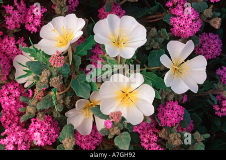 Wüste Evening Primrose und Wüste Sand Eisenkraut, Anza Borrego Desert State Park, CA Stockfoto