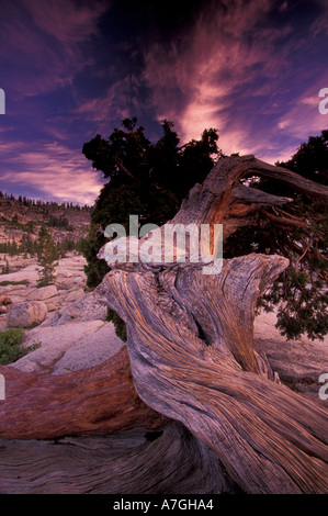 Nordamerika, USA, California, Yosemite NP, Western Wacholder (Juniperus Occidentalis) Stockfoto