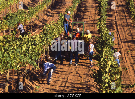 USA, Kalifornien, Napa Valley, Weinland, Chardonnaytrauben im Napa Valley Stockfoto