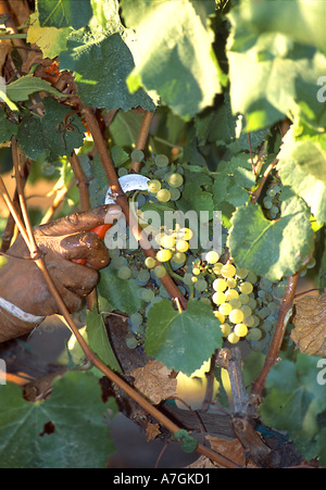 USA, Kalifornien, Napa Valley, Ernte Chardonnay-Trauben im Napa Valley Stockfoto