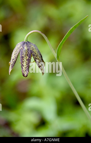 Chocolate Lily (Fritillaria Lanceolata); Wenatchee, Washington Stockfoto