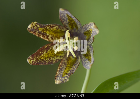 Chocolate Lily (Fritillaria Lanceolata); Wenatchee, Washington Stockfoto