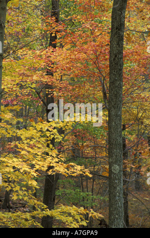 Fallen Sie US, CT, Kent, in Eichen-Hickory-Wald in Litchfield Hills Stockfoto