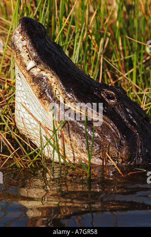 Männliche amerikanische Alligator brüllen, Alligator Mississippiensis, Everglades National Park, Florida Stockfoto