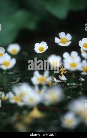 Kreide-STREAM Wasser CROWFOOT Ranunculus Penicillatus Mühle Rasen Brook nr Burley New Forest Hampshire UK Stockfoto