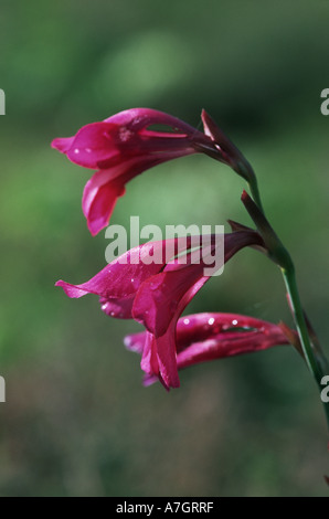 WILDE Gladiole Gladiolus Illyricus New Forest Hampshire UK Stockfoto