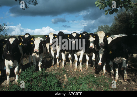 Friesische Kühe kleine Herde in die Kamera schaut Stockfoto