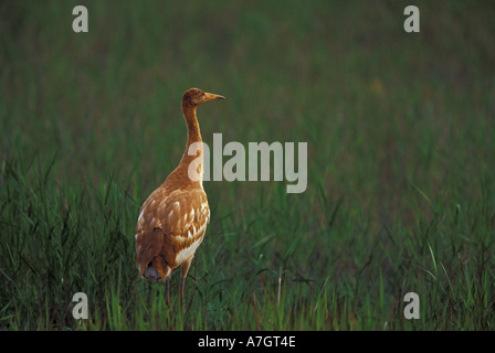 Nordamerika, USA, Florida, Zentral-Florida. Küken 2-Monate-alten Schreikranich (Grus Americana); Gefährdete wild Stockfoto