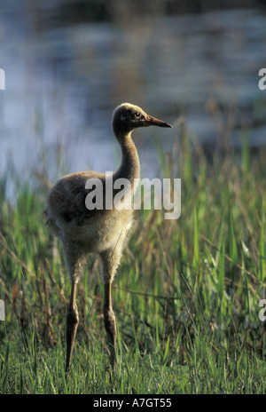 Nordamerika, USA, Florida, Zentral-Florida. Küken 4 Wochen alten Schreikranich (Grus Americana); gefährdete Arten Stockfoto