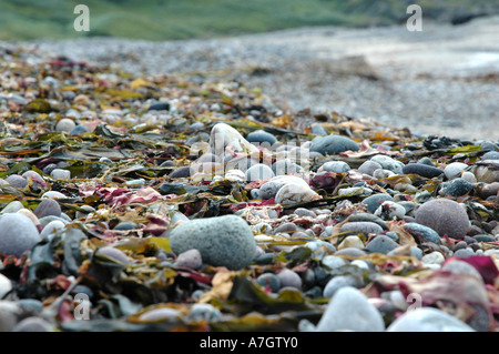 Bunten Algen und Kieselsteine auf einem schottischen Strand. Stockfoto