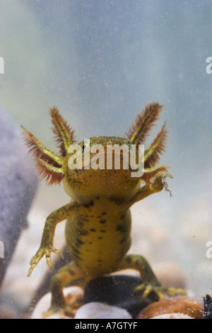 GREAT CRESTED NEWT juvenile Unterwasser Triturus cristatus Stockfoto