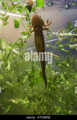 GREAT CRESTED NEWT juvenile Unterwasser Triturus cristatus Stockfoto