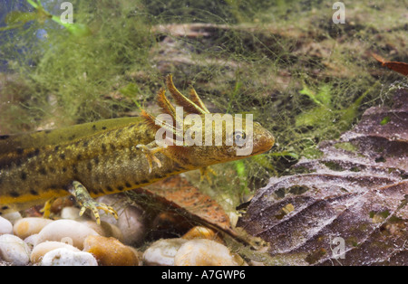 GREAT CRESTED NEWT juvenile Unterwasser Triturus cristatus Stockfoto