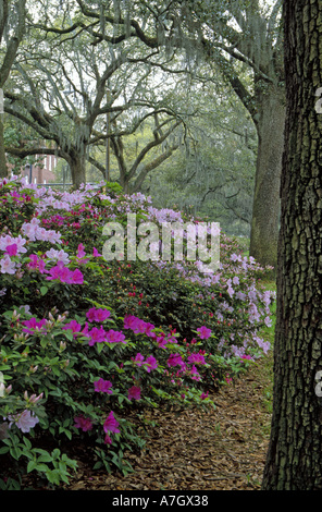 N.a. USA, Georgia, Savannah.  Azaleen blühen unter den Eichen & Spanish Moss. Stockfoto