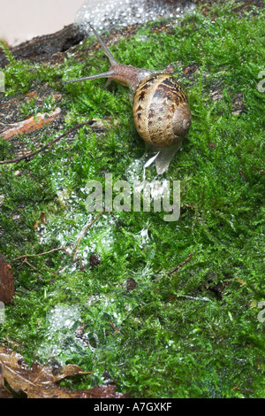 Garten-Schnecke Spuren der Schleim Helix aspersa Stockfoto