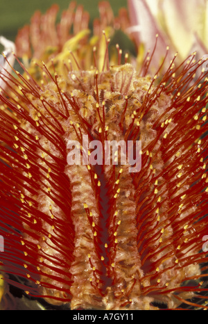 USA, Hawaii, Maui. Das Protea closeup Stockfoto