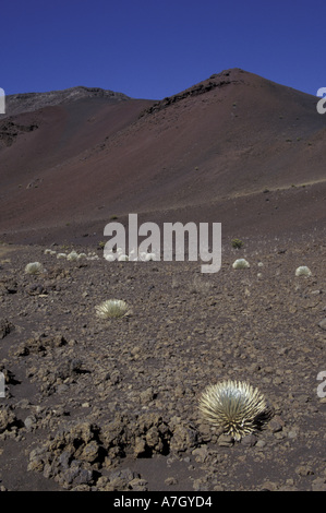 N.a., USA, Hawaii, Maui, Haleakala National Park, seltene Ahinahina (Silversword) Pflanzen in Vulkankrater Stockfoto