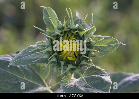 Sonnenblumen [Helianthus Annuus], geschlossen Blütenblätter öffnen in Morgen Sonnenlicht, England, UK Stockfoto