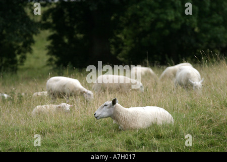 Frisch geschoren Schafe in einem Feld Avebury Wiltshire Stockfoto