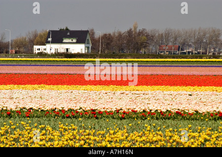 Malerische Aussicht auf ein weißes niederländisches Häuschen und bunte Muster von hellen Tulpenfeldern in der Nähe von Keukenhof, Lisse, Holland. Stockfoto