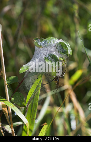 Kindergarten WEB Jagd Spinne Pisaura mirabilis Stockfoto