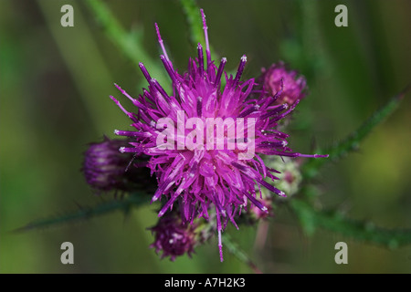 Marsh Distel Cirsium Palustre Brownsea Island Dorset UK Stockfoto