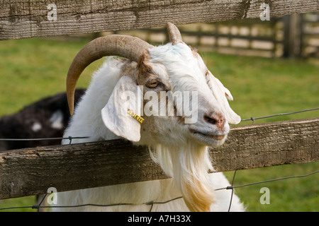 Leiter der Ziegenbock peering Zaun durch seltene Rasse Vertrauen Cotswold Farm Park Stockfoto