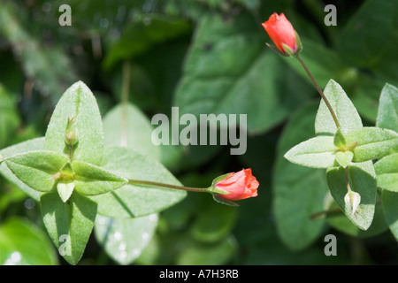 Scarlet Pimpernel Blumen Anagallis Arvensis Brownsea Island Dorset UK Stockfoto