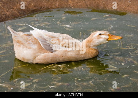 Sachsen-Ente Schwimmen am kleinen Teich seltene Rasse Vertrauen Cotswold Farm Park entwickelte in den 1930er Jahren durch selektive Zucht UK Stockfoto