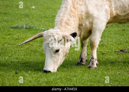 Britische weiße Rinder Kuh seltene Rasse Vertrauen Cotswold Farm Park Tempel Guiting in der Nähe von Stow auf die UK würde Stockfoto