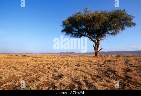 Baum im kenianischen Landschaft, Afrika. Stockfoto