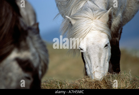 Eriskay Pony füttern. Eriskay Insel, äußeren Hebriden, Schottland. Stockfoto