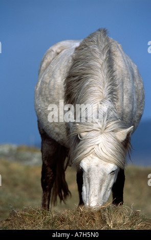 Eriskay Pony füttern. Eriskay Insel, äußeren Hebriden, Schottland. Stockfoto