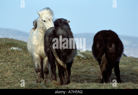 Eriskay Ponys pflegen. Eriskay Insel, äußeren Hebriden, Schottland. Stockfoto