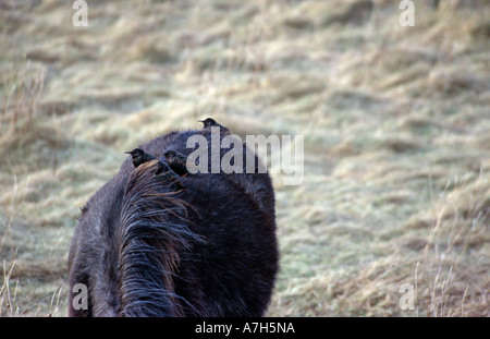 Strurnus Vulgaris. Europäischen Stare auf eine Eriskay Pony. Eriskay Insel. Stockfoto