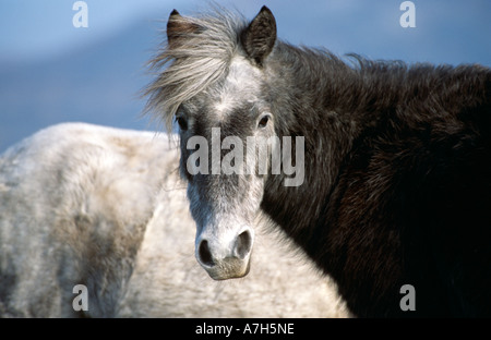 Eriskay Pony. Eriskay Insel, äußeren Hebriden, Schottland. Stockfoto