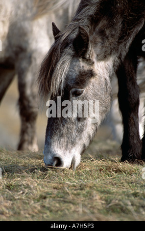 Eriskay Pony füttern. Eriskay Insel, äußeren Hebriden, Schottland. Stockfoto