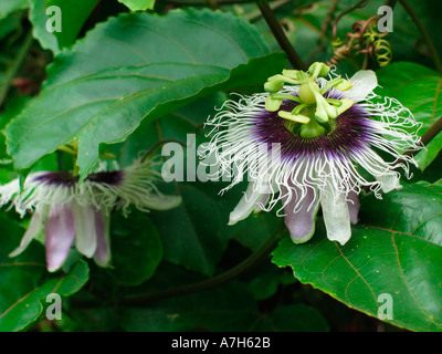 Passionsblume Stockfoto