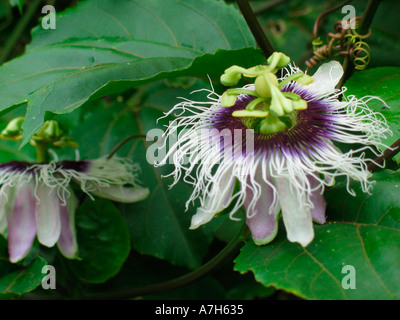 Passionsblume Stockfoto