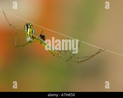 Nephila golden Orb-Seidenweberin Essen eine Fliege Stockfoto