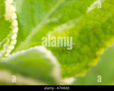 Kleiner Fehler auf einem kubanischen Oregano-Blatt Stockfoto