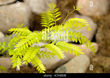 Gelbgrüner Honeylocust, Gleditsia triacanthos SUNBURST, in den Gärten von Keukenhof, Lisse, Holland. Lebendiges gefiedertes Laub vor felsigem Hintergrund. Stockfoto