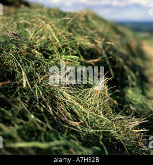 Detailansicht der Schnittlinie Grassilage Trocknung in einem Feld an einem sonnigen Sommertag im llanwrda Carmarthenshire Dyfed Wales UK KATHY DEWITT Stockfoto