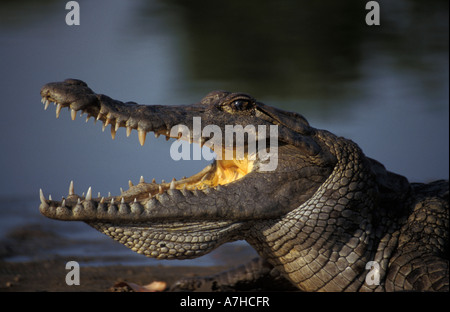 Nil-Krokodile, Crocodylus Niloticus, gelten als heilig in Paga, Nordghana Stockfoto