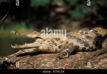 Nil-Krokodile, Crocodylus Niloticus, gelten als heilig in Paga, Nordghana Stockfoto