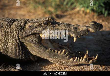 Nil-Krokodile, Crocodylus Niloticus, gelten als heilig in Paga, Nordghana Stockfoto