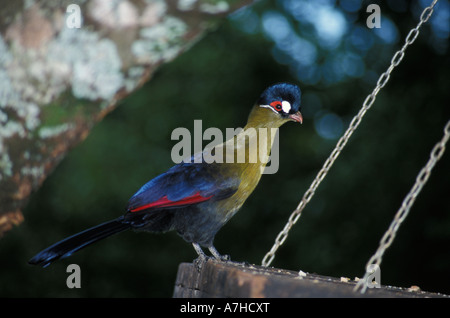 Hartlaub Turaco, Tauraco Hartlaubi ist endemisch in Aberdare Nationalpark, Kenia, Ost-Afrika Stockfoto